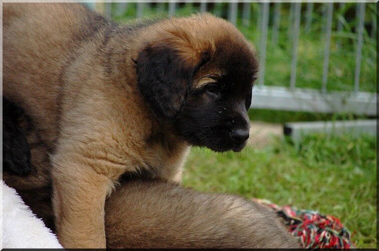 leonberger 007.jpg